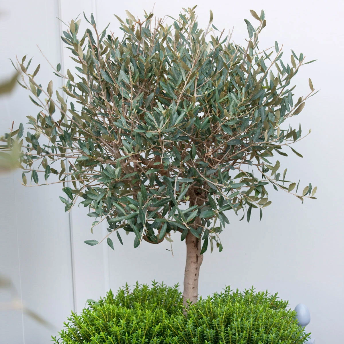 Olivenbaum, Busch, Topf-Ø 15 Cm, Höhe Ca. 30 Cm 6 Olivenbaum, Busch, Topf-Ø 15 Cm, Höhe Ca. 30 Cm – Bild 4