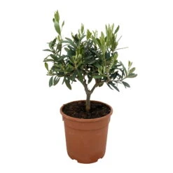 Olivenbaum, Busch, Topf-Ø 15 Cm, Höhe Ca. 30 Cm 11 Olivenbaum, Busch, Topf-Ø 15 Cm, Höhe Ca. 30 Cm -Pflanzen Geschäft 0680200085 Koelle Olea europaea Busch T15 H30 4 92448