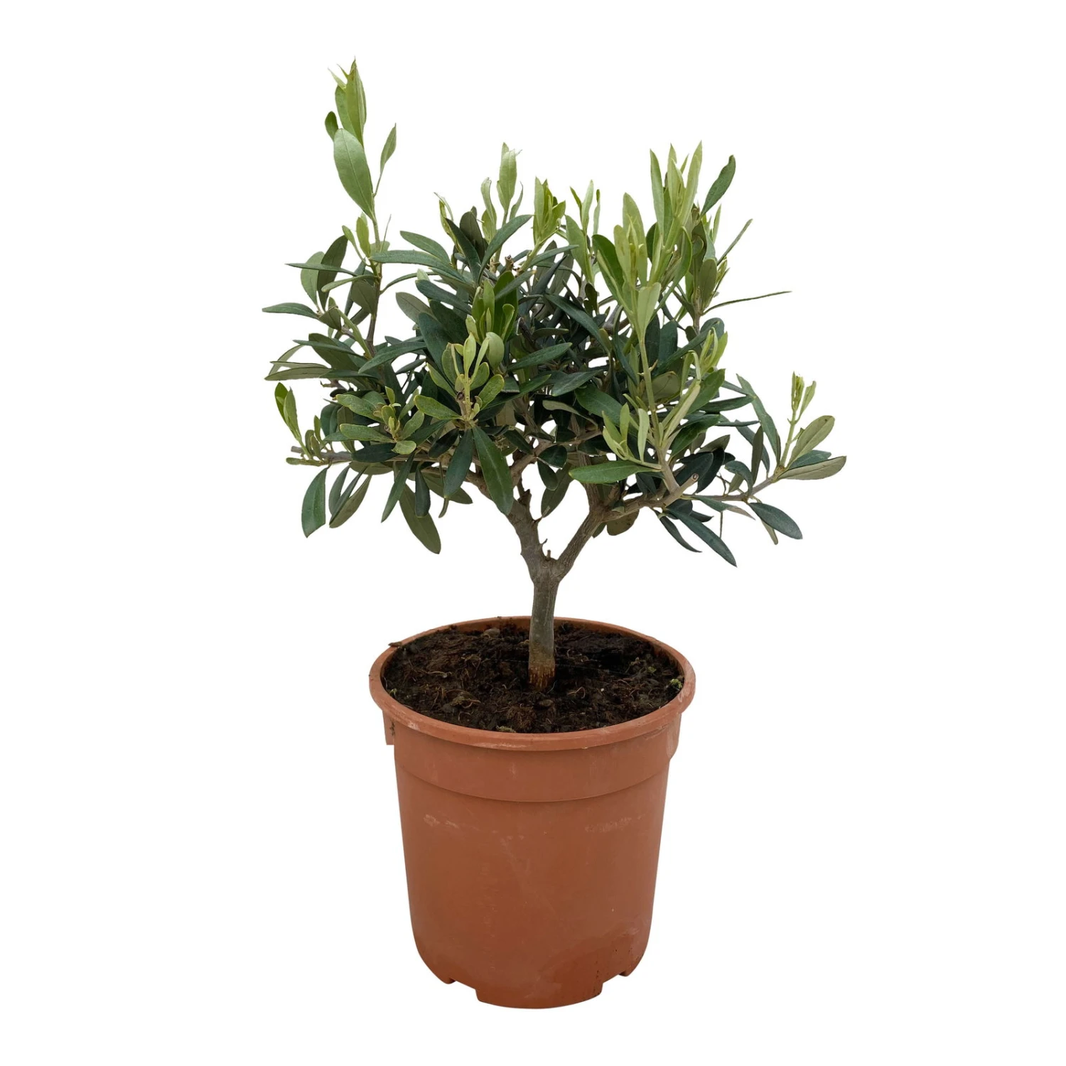 Olivenbaum, Busch, Topf-Ø 15 Cm, Höhe Ca. 30 Cm 4 Olivenbaum, Busch, Topf-Ø 15 Cm, Höhe Ca. 30 Cm – Bild 2
