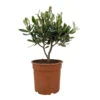 Olivenbaum, Busch, Topf-Ø 15 Cm, Höhe Ca. 30 Cm -Pflanzen Geschäft 0680200085 Koelle Olea europaea Busch T15 H30 7 92449
