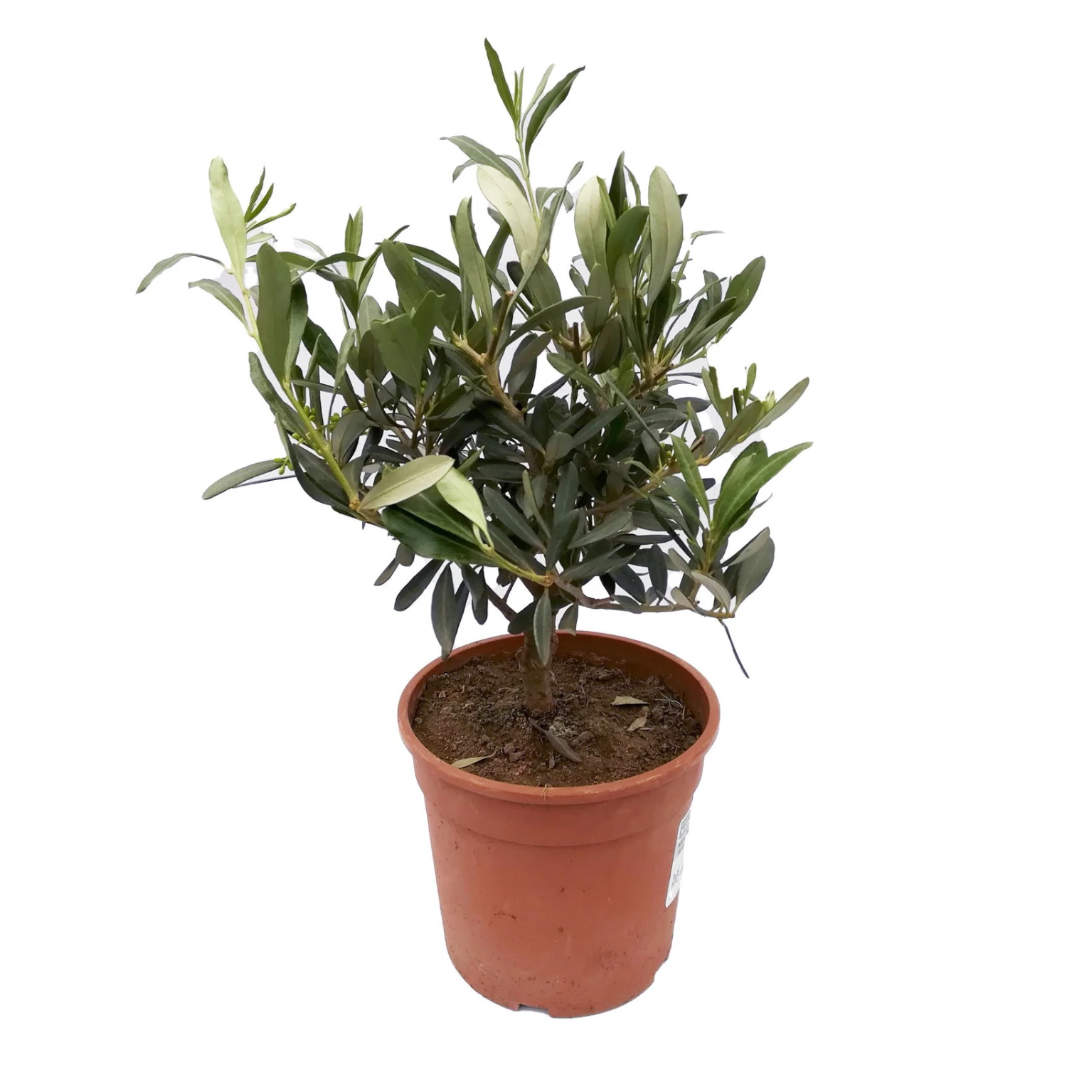 Olivenbaum, Busch, Topf-Ø 15 Cm, Höhe Ca. 30 Cm 5 Olivenbaum, Busch, Topf-Ø 15 Cm, Höhe Ca. 30 Cm – Bild 3
