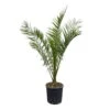 Dattelpalme, Topf-Ø 28 Cm, Höhe Ca. 160 Cm -Pflanzen Geschäft 0680300051 Phoenix canariensis T28 H160 180 2 92426