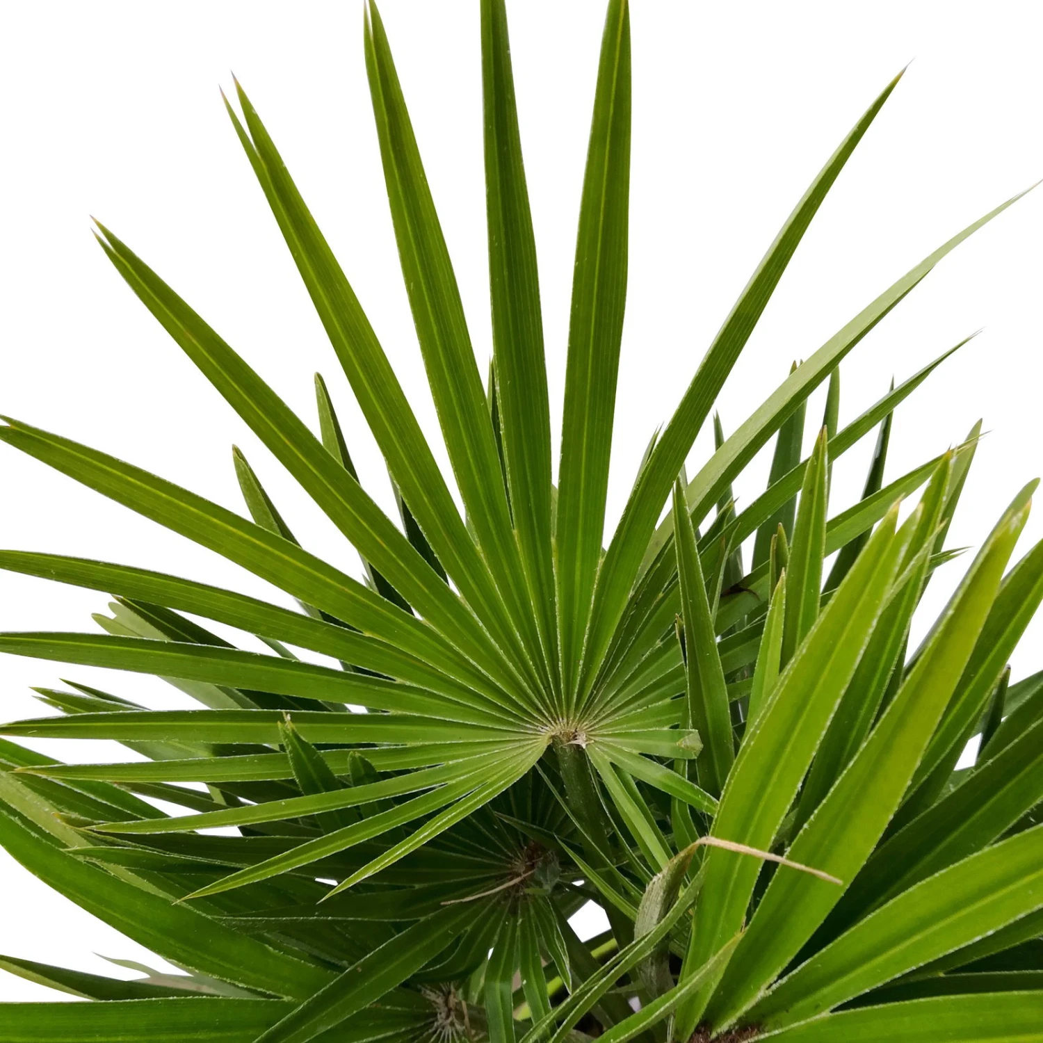 Chamaerops Humilis, Topf-Ø 24 Cm, Höhe Ca. 70 Cm 4 Chamaerops Humilis, Topf-Ø 24 Cm, Höhe Ca. 70 Cm – Bild 2
