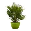 Chamaerops Humilis 'Sicilia', Topf-Ø 24 Cm, Höhe Ca. 60 Cm -Pflanzen Geschäft 0680300070 Chamaerops humilis Schale T24 Sicilia H80 2 92462