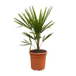 Hanfpalme, Topf-Ø 24 Cm, Höhe Ca. 60-70 Cm -Pflanzen Geschäft 0680300140 Trachycarpus fortunei T24 H80 1 92468