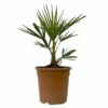 Hanfpalme, Topf-Ø 24 Cm, Höhe Ca. 60-70 Cm -Pflanzen Geschäft 0680300140 Trachycarpus fortunei 1 114179