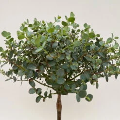 Eukalyptus, Stamm, Topf-Ø 15 Cm, Höhe Ca. 40 Cm -Pflanzen Geschäft 0680400020 Eucalyptus gunni Stamm T15 H50 WS 4 109686