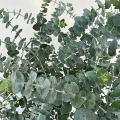 Eukalyptus 'Baby Blue', Busch, Topf-Ø 20 Cm -Pflanzen Geschäft 0680400059 Eukalyptus gunnii Busch T20 Baby Blue WS 4 98457