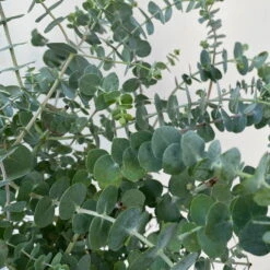 Eukalyptus 'Baby Blue', Busch, Topf-Ø 20 Cm -Pflanzen Geschäft 0680400059 Eukalyptus gunnii Busch T20 Baby Blue WS 5 98460