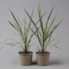 Keulenlilie 'Variegata' Grün-weiß, Topf-Ø 13 Cm, 2er-Set -Pflanzen Geschäft 0680400123 Cordyline australis Busch T13 Variegata gruen weiss 2er Set 1 125338