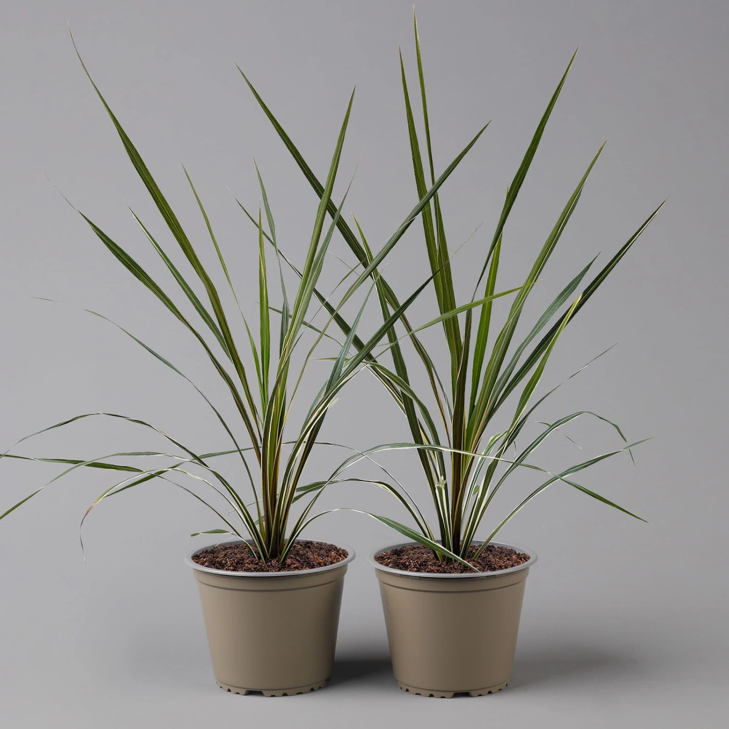 Keulenlilie 'Variegata' Grün-weiß, Topf-Ø 13 Cm, 2er-Set 3 Keulenlilie 'Variegata' Grün-weiß, Topf-Ø 13 Cm, 2er-Set