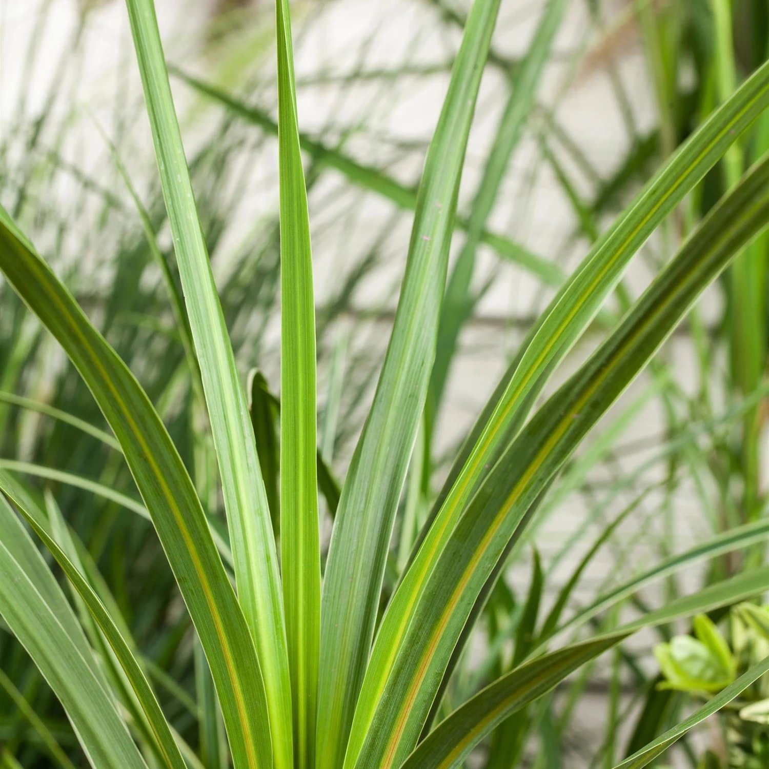 Keulenlilie 'Variegata' Grün-weiß, Topf-Ø 13 Cm, 2er-Set 4 Keulenlilie 'Variegata' Grün-weiß, Topf-Ø 13 Cm, 2er-Set – Bild 2