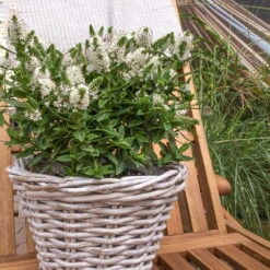 Hebe Weiß, Topf-Ø 19 Cm, 2er-Set -Pflanzen Geschäft 0690100082 koelle hebe t19 weiss jenna 1 68805