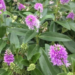 Hebe Rosa-pink, Topf-Ø 19 Cm, 2er-Set 7 Hebe Rosa-pink, Topf-Ø 19 Cm, 2er-Set -Pflanzen Geschäft 0690100141 koelle hebe t19 pink kamilla 1 68799