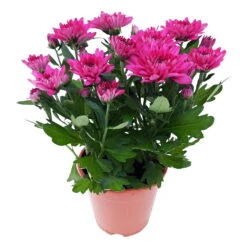 Chrysanthemen 'Chrysanne® Grandezza Purple', Lila, Topf-Ø 13 Cm, 6er-Set -Pflanzen Geschäft 0690110210 Chrysantheme Grandezza purple image004 81610