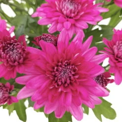 Chrysanthemen 'Chrysanne® Grandezza Purple', Lila, Topf-Ø 13 Cm, 6er-Set -Pflanzen Geschäft 0690110210 Chrysantheme Grandezza purple image012 81541