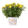 Chrysanthemen, Gelb, Topf-Ø 12 Cm, 6er-Set -Pflanzen Geschäft 0690120010 Chrysanthemum multiflora T12 gelb 1 55650