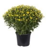 Chrysanthemen-Busch, Gelb, Topf-Ø 19 Cm, 3er-Set -Pflanzen Geschäft 0690130089 koelle chrysanthemen multiflora busch t19 gelb durchmesser 40cm 1 68850