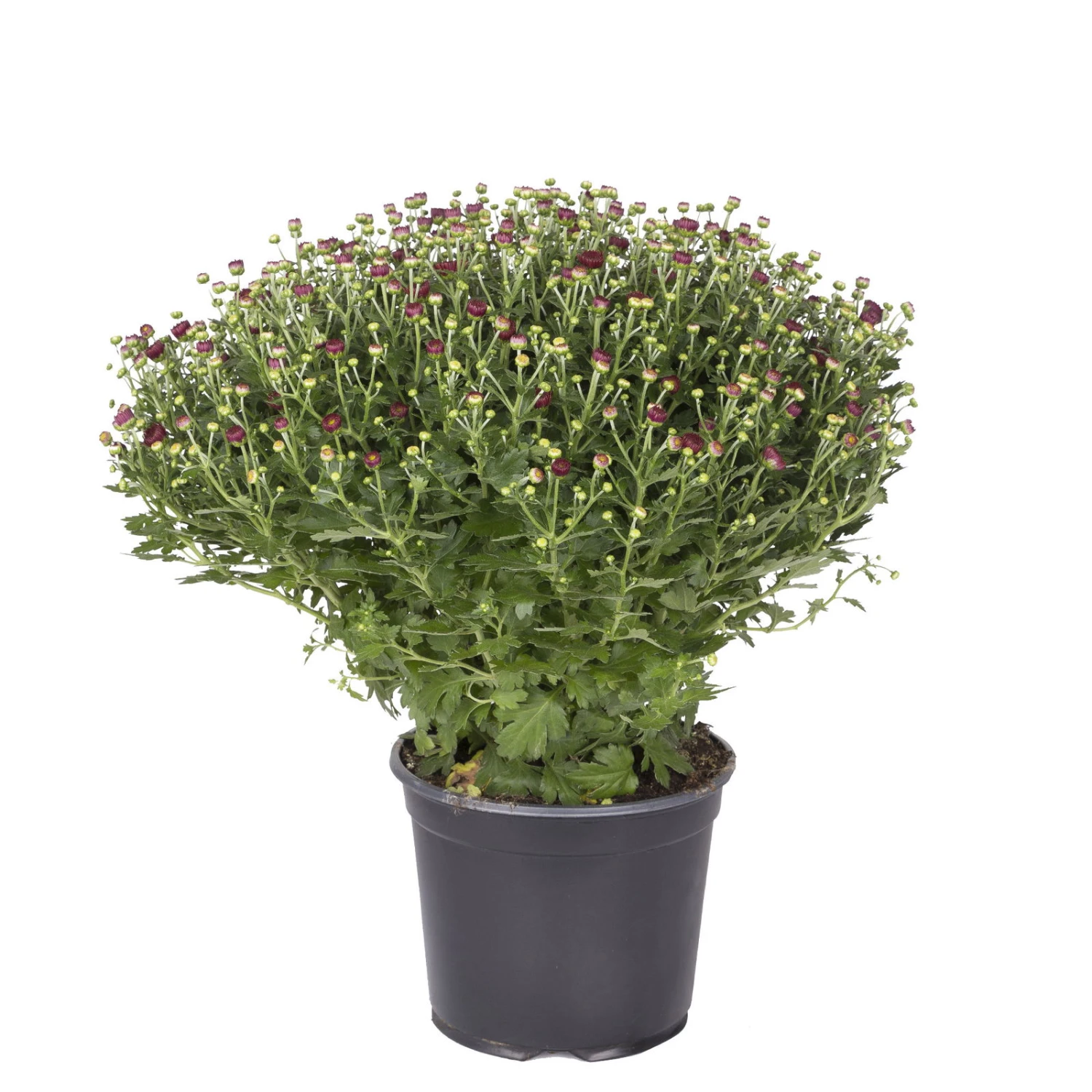 Chrysanthemen-Busch, Gelb-bronze-rot, Topf-Ø 19 Cm, 3er-Set 7 Chrysanthemen-Busch, Gelb-bronze-rot, Topf-Ø 19 Cm, 3er-Set – Bild 5