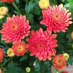 Chrysanthemen-Busch, Gelb-bronze-rot, Topf-Ø 19 Cm, 3er-Set 18 Chrysanthemen-Busch, Gelb-bronze-rot, Topf-Ø 19 Cm, 3er-Set -Pflanzen Geschäft 0690130119 Chrysanthemum multiflora Buesche bronze image003 79590