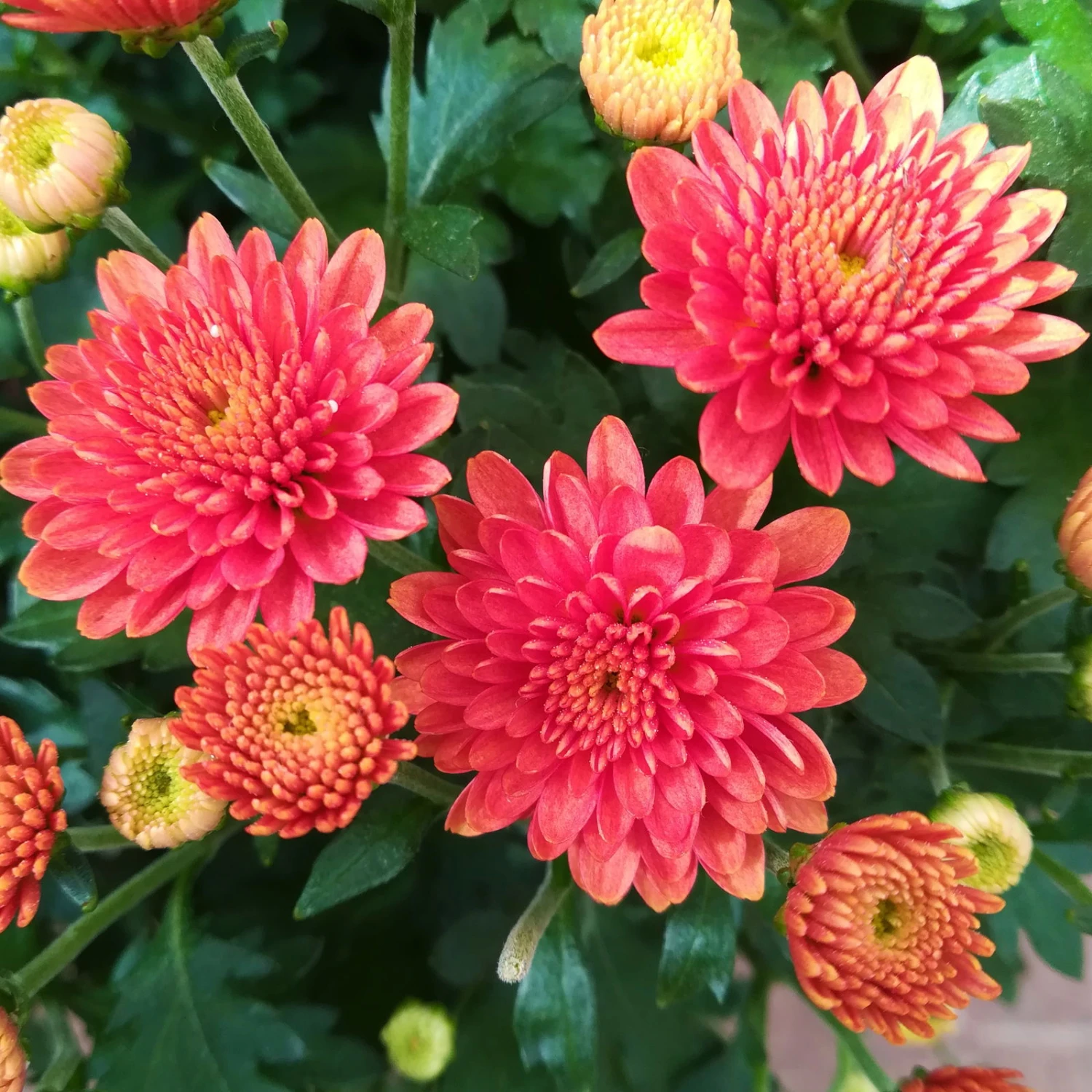 Chrysanthemen-Busch, Gelb-bronze-rot, Topf-Ø 19 Cm, 3er-Set 9 Chrysanthemen-Busch, Gelb-bronze-rot, Topf-Ø 19 Cm, 3er-Set – Bild 7