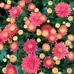 Chrysanthemen-Busch, Gelb-bronze-rot, Topf-Ø 19 Cm, 3er-Set 17 Chrysanthemen-Busch, Gelb-bronze-rot, Topf-Ø 19 Cm, 3er-Set -Pflanzen Geschäft 0690130119 Chrysanthemum multiflora Buesche bronze image004 79589