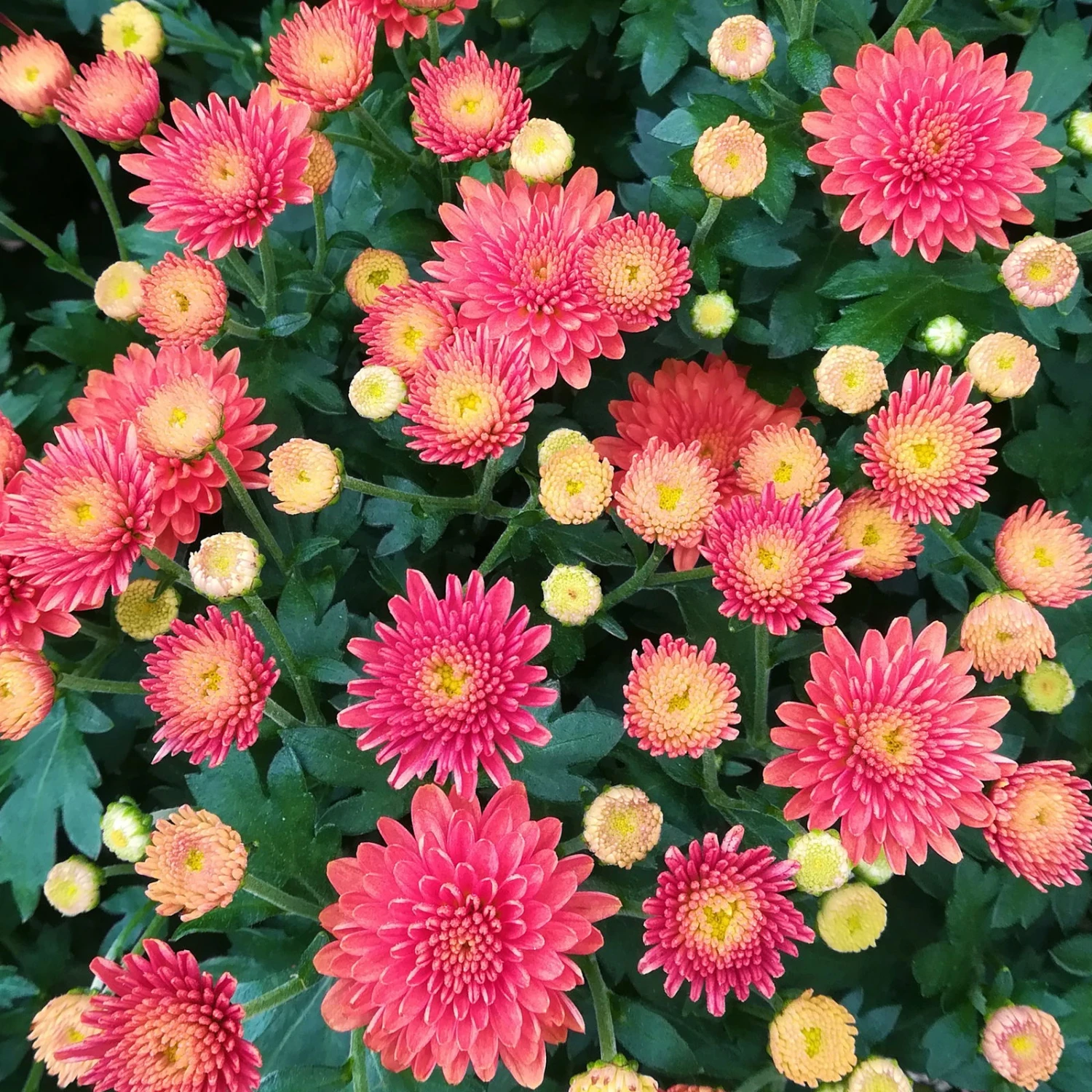 Chrysanthemen-Busch, Gelb-bronze-rot, Topf-Ø 19 Cm, 3er-Set 8 Chrysanthemen-Busch, Gelb-bronze-rot, Topf-Ø 19 Cm, 3er-Set – Bild 6