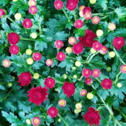 Chrysanthemen-Busch, Gelb-bronze-rot, Topf-Ø 19 Cm, 3er-Set 15 Chrysanthemen-Busch, Gelb-bronze-rot, Topf-Ø 19 Cm, 3er-Set -Pflanzen Geschäft 0690130123 Chrysanthemum multiflora Buesche rot image002 79592