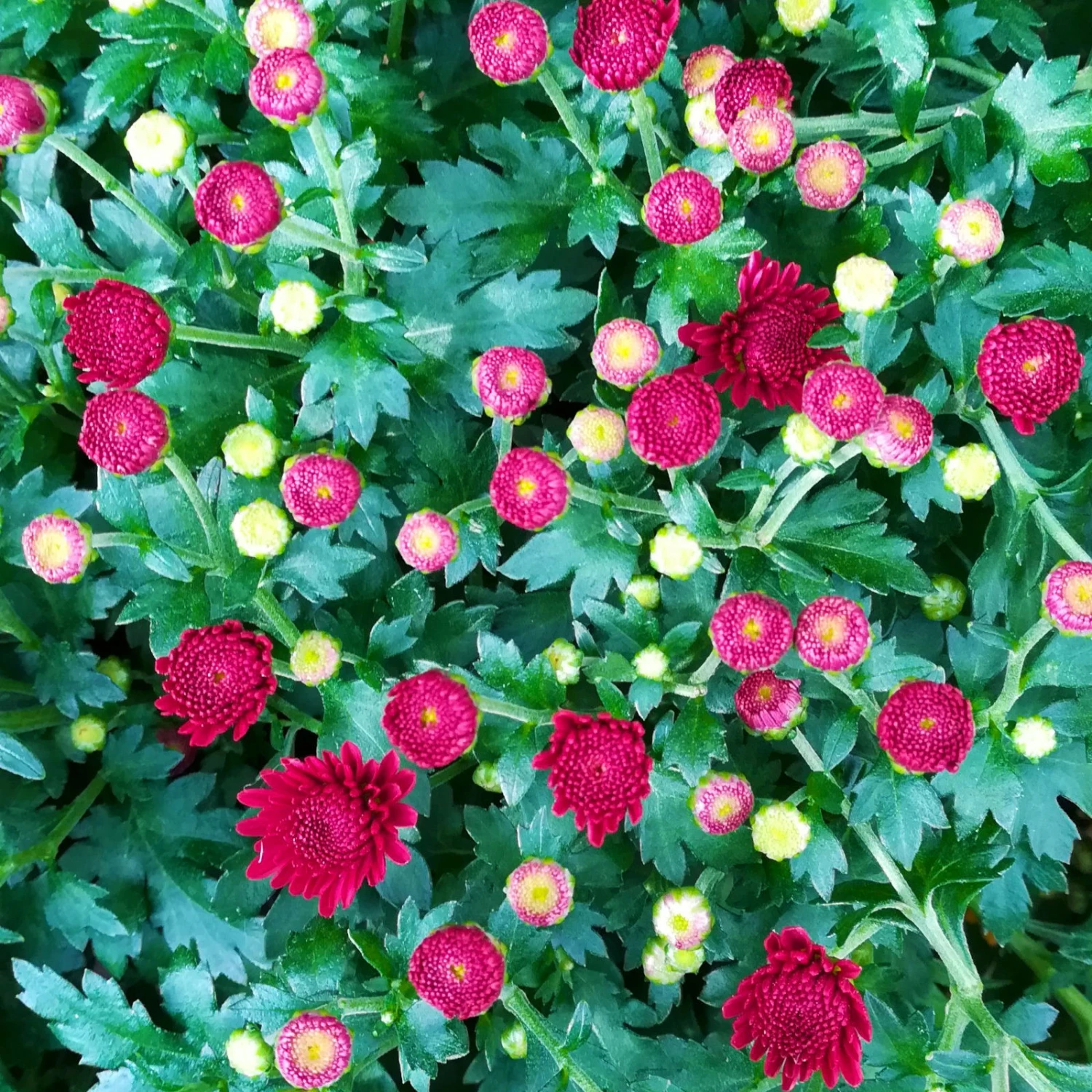 Chrysanthemen-Busch, Gelb-bronze-rot, Topf-Ø 19 Cm, 3er-Set 6 Chrysanthemen-Busch, Gelb-bronze-rot, Topf-Ø 19 Cm, 3er-Set – Bild 4