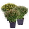 Chrysanthemen-Busch, Gelb-bronze-rot, Topf-Ø 19 Cm, 3er-Set -Pflanzen Geschäft 0690130125 frei 82239
