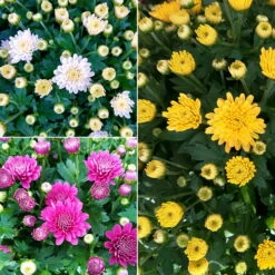 Chrysanthemen 'Trio', Gelb-weiß-lila, Busch, Topf-Ø 14 Cm, 4er-Set 14 Chrysanthemen 'Trio', Gelb-weiß-lila, Busch, Topf-Ø 14 Cm, 4er-Set -Pflanzen Geschäft 0690130158 Koelle Chrysanthemum multifl Trio T14 lila gelb weiss 4er Set WS 94924