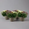Chrysanthemen 'Trio', Gelb-weiß-lila, Busch, Topf-Ø 14 Cm, 4er-Set -Pflanzen Geschäft 0690130208 Chrysanthemum multifl Trio T14 lila gelb weiss 4er Set 2 126031