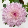 Chrysantheme 'Chrysanne® Zembla Next Art' Gespr., Großbl., Topf-Ø 13 Cm, 6er-Set -Pflanzen Geschäft 0690140096 0690140097 Chrysanthemum Zembla T13 gesprenkelt Next Art 3 115121