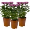 Chrysantheme 'Chrysanne® Zembla Next Purple' Lila, Großbl., Topf-Ø 13cm 3er-Set -Pflanzen Geschäft 0690140104 Chrysanthemum Zembla T13 lila Next Purple 3er Set 115303