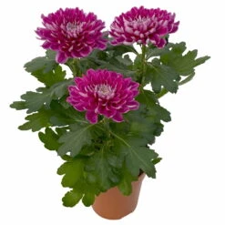 Chrysantheme 'Chrysanne® Zembla Next Purple' Lila, Großbl., Topf-Ø 13cm 3er-Set -Pflanzen Geschäft 0690140104 Chrysanthemum Zembla T13 lila Next Purple 4 115299