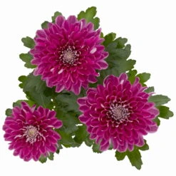 Chrysantheme 'Chrysanne® Zembla Next Purple' Lila, Großbl., Topf-Ø 13cm 3er-Set -Pflanzen Geschäft 0690140104 Chrysanthemum Zembla T13 lila Next Purple 5 115300