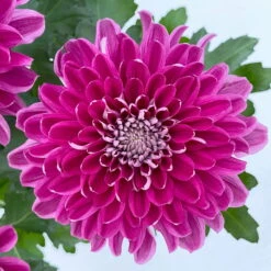 Chrysantheme 'Chrysanne® Zembla Next Purple' Lila, Großbl., Topf-Ø 13cm 3er-Set -Pflanzen Geschäft 0690140104 Chrysanthemum Zembla T13 lila Next Purple 6 115119