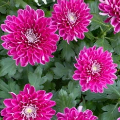 Chrysantheme 'Chrysanne® Zembla Next Purple' Lila, Großbl., Topf-Ø 13cm 3er-Set -Pflanzen Geschäft 0690140104 Chrysanthemum Zembla T13 lila Next Purple 8 115118