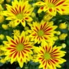 Chrysanthemen 'Rainbow Lake Worth' Gelb-rot Gestreift, Topf-Ø 14 Cm, 4er-Set 1 Chrysanthemen 'Rainbow Lake Worth' Gelb-rot Gestreift, Topf-Ø 14 Cm, 4er-Set -Pflanzen Geschäft 0690150204 Chrysanthemum indicum T14 Rainbow Lake Worth gel rot 4er Set 12 113993