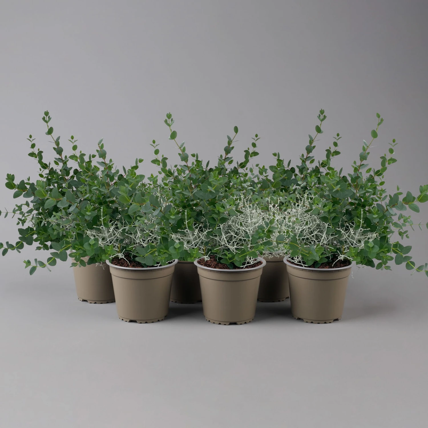 Silberdraht & Eukalyptus, Topf-Ø 13 Cm, 6er-Set 3 Silberdraht & Eukalyptus, Topf-Ø 13 Cm, 6er-Set