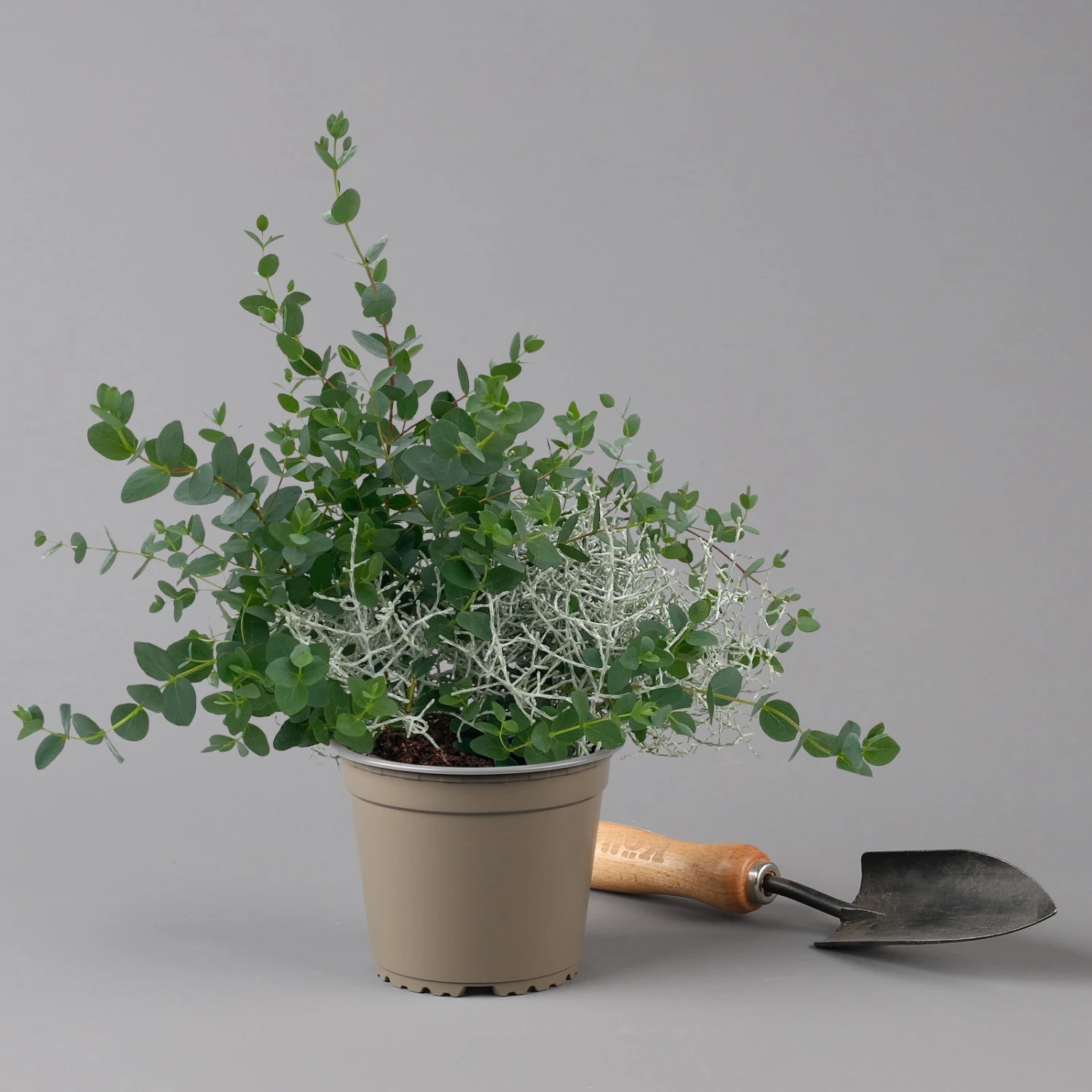 Silberdraht & Eukalyptus, Topf-Ø 13 Cm, 6er-Set 5 Silberdraht & Eukalyptus, Topf-Ø 13 Cm, 6er-Set – Bild 3