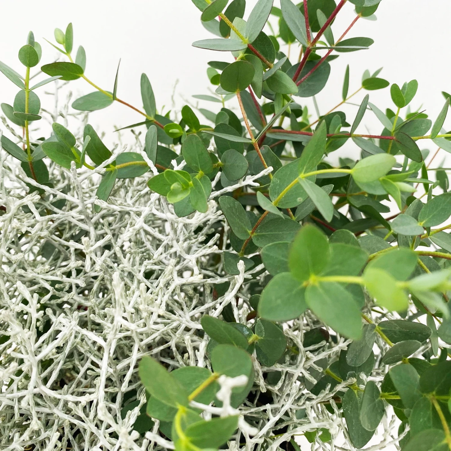 Silberdraht & Eukalyptus, Topf-Ø 13 Cm, 6er-Set 4 Silberdraht & Eukalyptus, Topf-Ø 13 Cm, 6er-Set – Bild 2