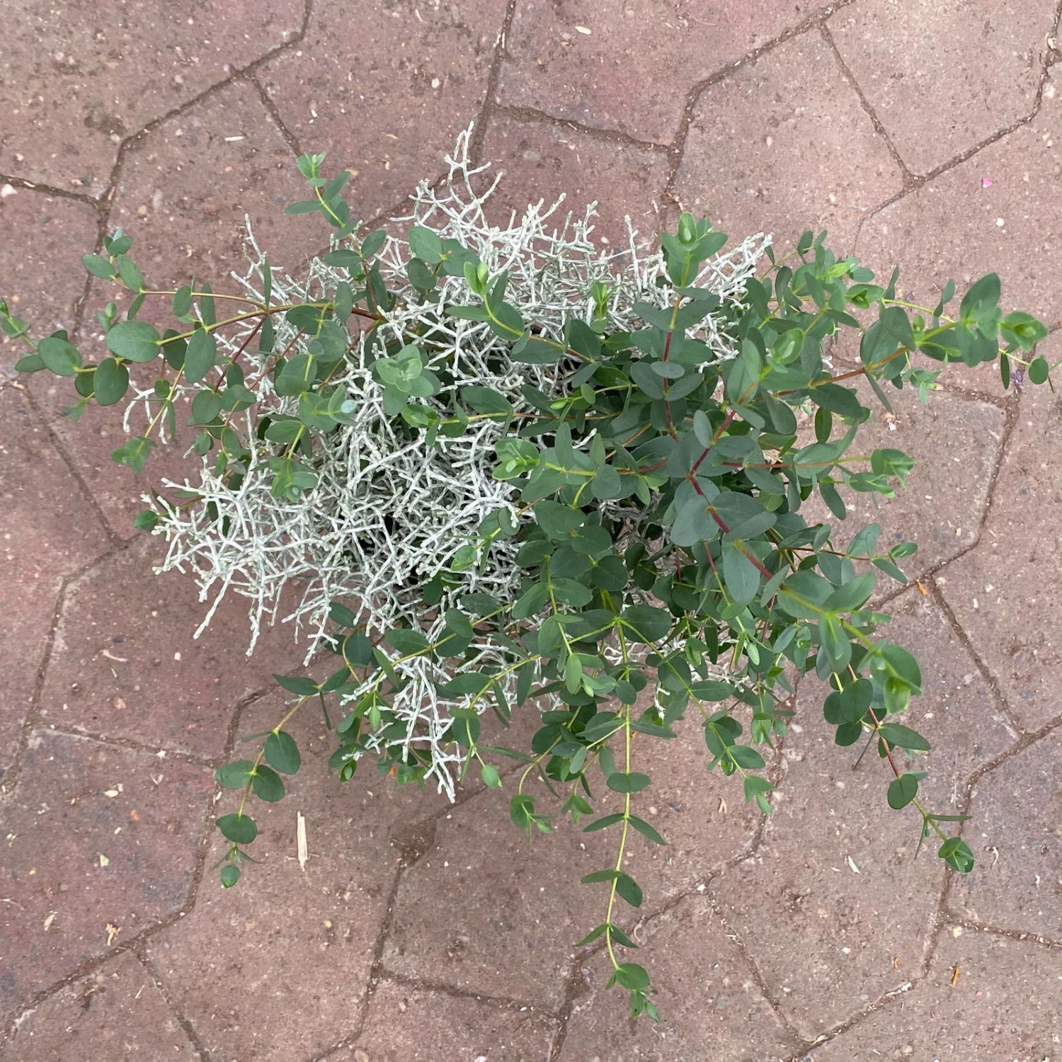 Silberdraht & Eukalyptus, Topf-Ø 13 Cm, 6er-Set 6 Silberdraht & Eukalyptus, Topf-Ø 13 Cm, 6er-Set – Bild 4