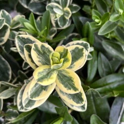 Hebe 'Trio', Farben Zufällig, Grün & Buntlaubig, Topf-Ø 23 Cm -Pflanzen Geschäft 0690190076 Hebe Addenda Trio T23 gruen buntlaubig H55 10 126563