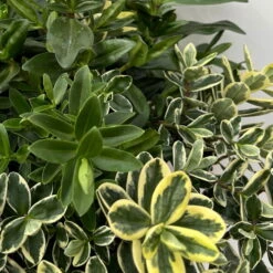 Hebe 'Trio', Farben Zufällig, Grün & Buntlaubig, Topf-Ø 23 Cm -Pflanzen Geschäft 0690190076 Hebe Addenda Trio T23 gruen buntlaubig H55 8 126562