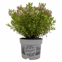 Hebe 'All Blooms®' Rosa, Topf-Ø 17 Cm -Pflanzen Geschäft 0690190104 Hebe All Blooms T17 rosa 1 114194