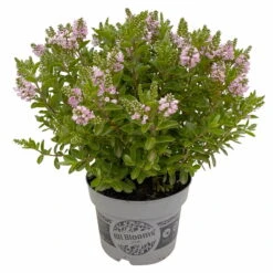 Hebe 'All Blooms®' Rosa, Topf-Ø 17 Cm -Pflanzen Geschäft 0690190104 Hebe All Blooms T17 rosa 3 114195