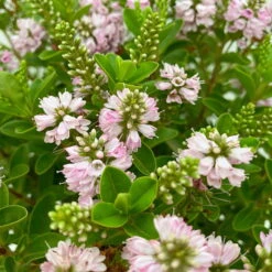 Hebe 'All Blooms®' Rosa, Topf-Ø 17 Cm -Pflanzen Geschäft 0690190104 Hebe All Blooms T17 rosa 4 114154