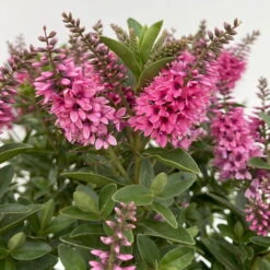 Hebe 'All Blooms®' Rosa, Topf-Ø 17 Cm -Pflanzen Geschäft 0690190104 Koelle Hebe All Blooms T17 rosa 5 112389