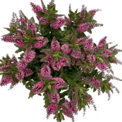 Hebe 'All Blooms®' Rosa, Topf-Ø 17 Cm -Pflanzen Geschäft 0690190104 Koelle Hebe All Blooms T17 rosa 6 112515